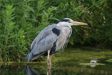 Recent Sightings 2nd-8th October